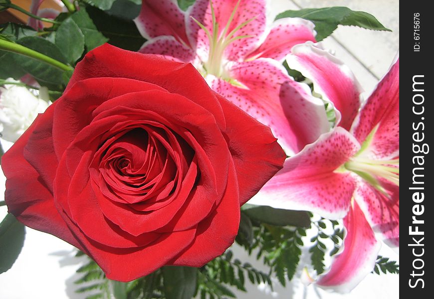 A close up of a red rose. A close up of a red rose.
