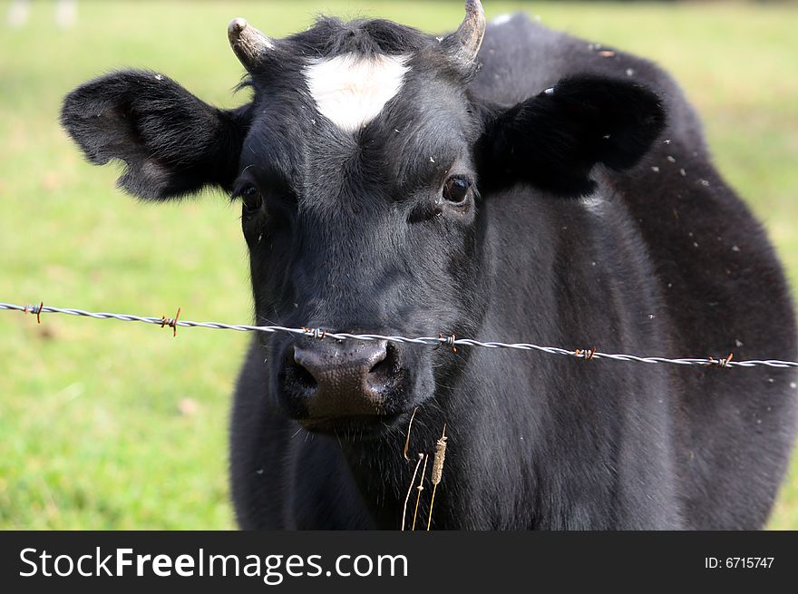 Young curious bull behind barbed wire. Young curious bull behind barbed wire