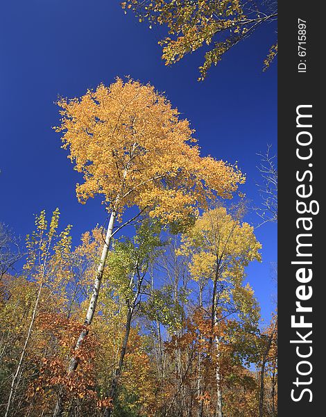 Gold of fall (birch with yellow leaves against blue sky in autumn forest). Gold of fall (birch with yellow leaves against blue sky in autumn forest)