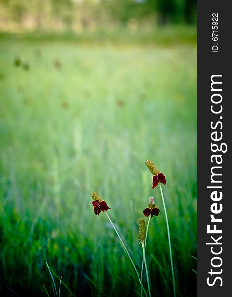 Protected Federal Reserver, near Pinetop AZ. Protected Federal Reserver, near Pinetop AZ.