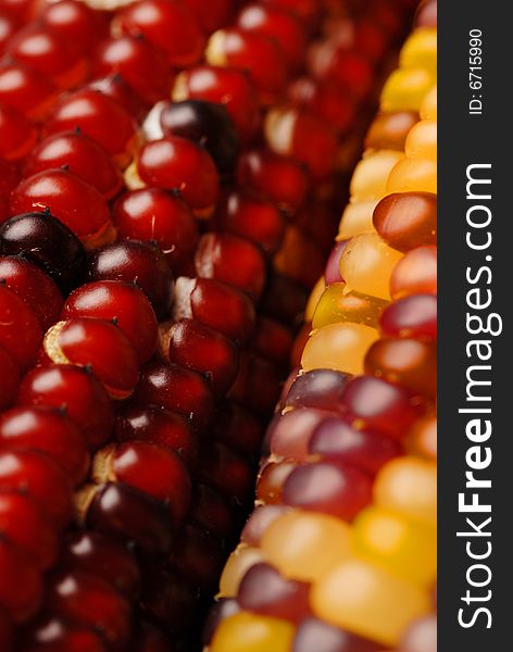 A close up shot of an ear of Indian corn, narrow depth of field.