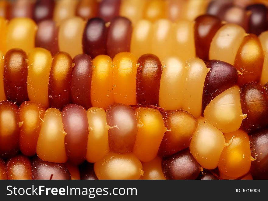 A close up shot of an ear of Indian corn, narrow depth of field.