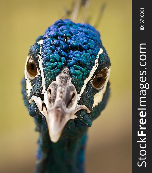 One of the most beautiful birds at the local Zoo (Blue Peafowl).