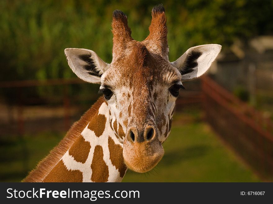 A young Giraffe at the local Zoo. A young Giraffe at the local Zoo.