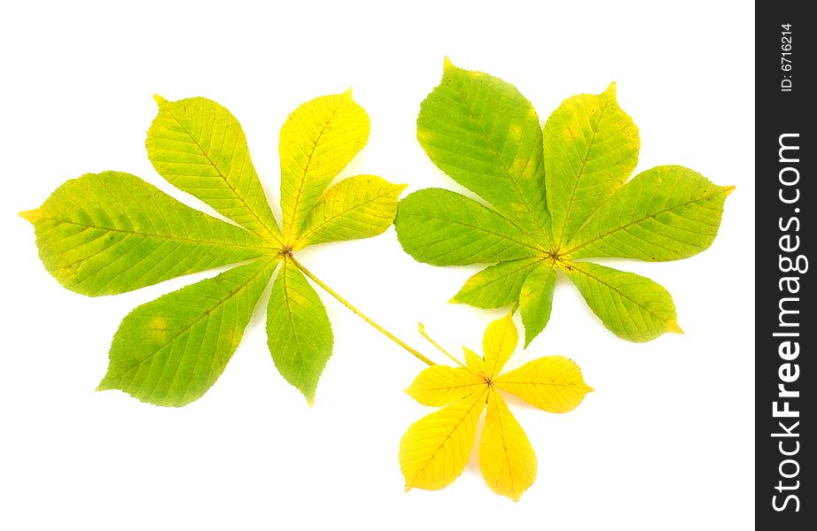 Chestnut autumn yellow and green leaves on white background. Chestnut autumn yellow and green leaves on white background