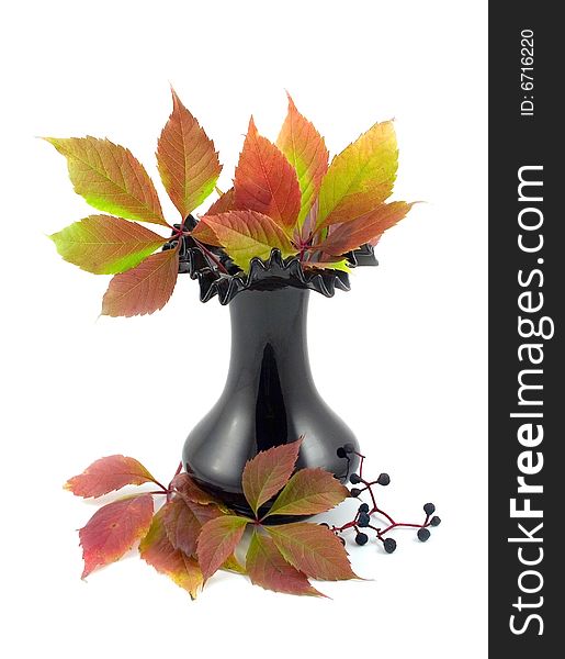 Autumn red leaves of wild twisted grapes liane with branches in black vase on white background