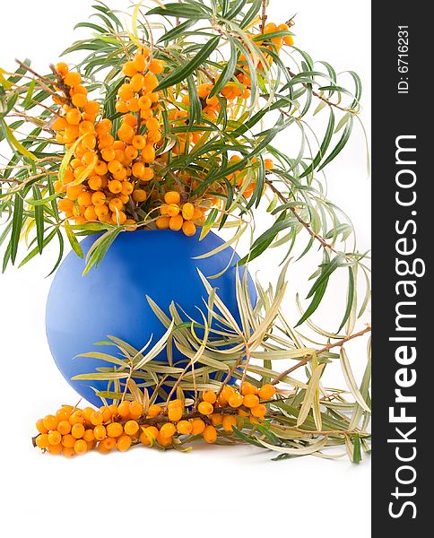 Medical And Beautiful Buckthorn Berries