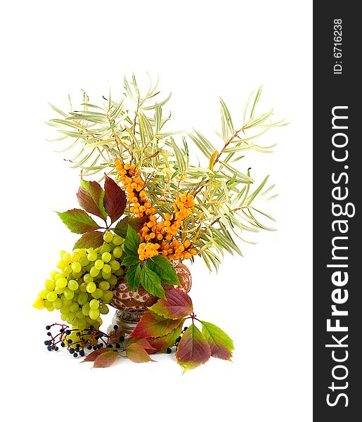 Bush branch of curative medical and medicinal buckthorn berries with wild grapes liane maiden in vase on white background