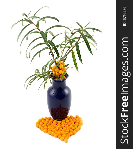 Vase with branch of buckthorn berries and medical curative orange berries on white background