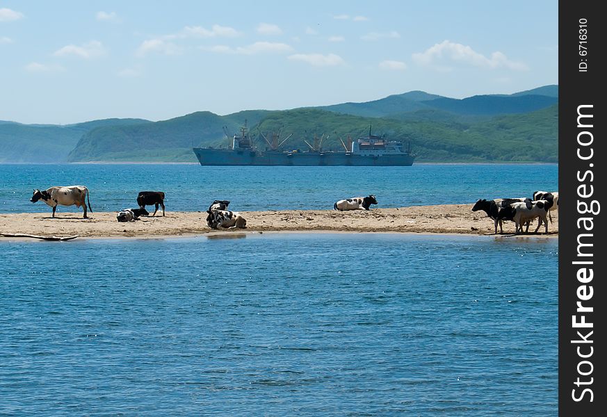 A flock of cows on narrow tongue sand among sea. On background is big ship. Sunny day, summer. Russian Far East, Primorye, Japanese sea. A flock of cows on narrow tongue sand among sea. On background is big ship. Sunny day, summer. Russian Far East, Primorye, Japanese sea.