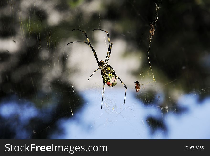 Spider working for net, spider waiting for food