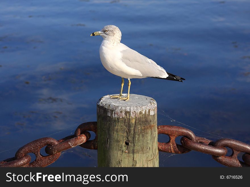 Seagull at Havre de Grace, Maryland