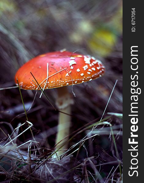 Photo of beautiful red mushroom. Photo of beautiful red mushroom