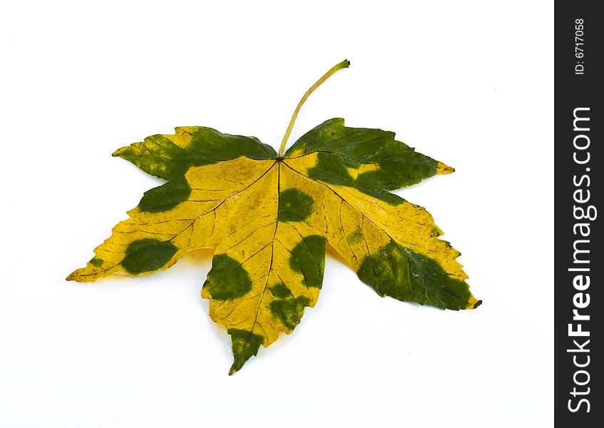 Yellow maple leaf isolated on white background