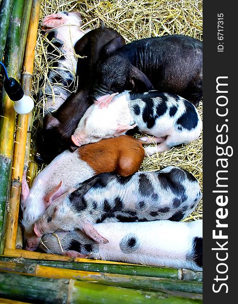 Group of young pig in pigsty.