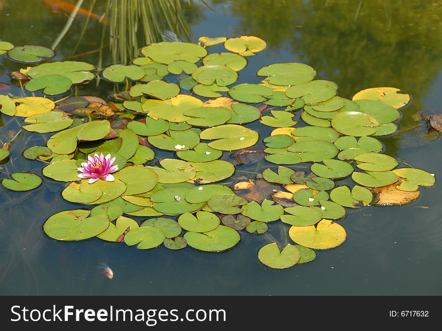 Pink water lily in the pond