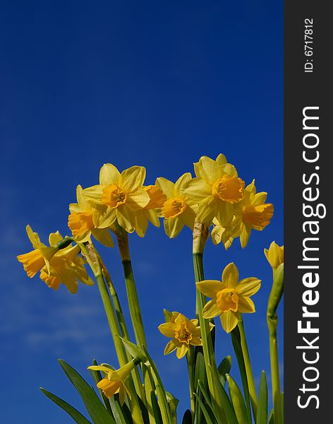 Narcissus in yellow and a blue sky