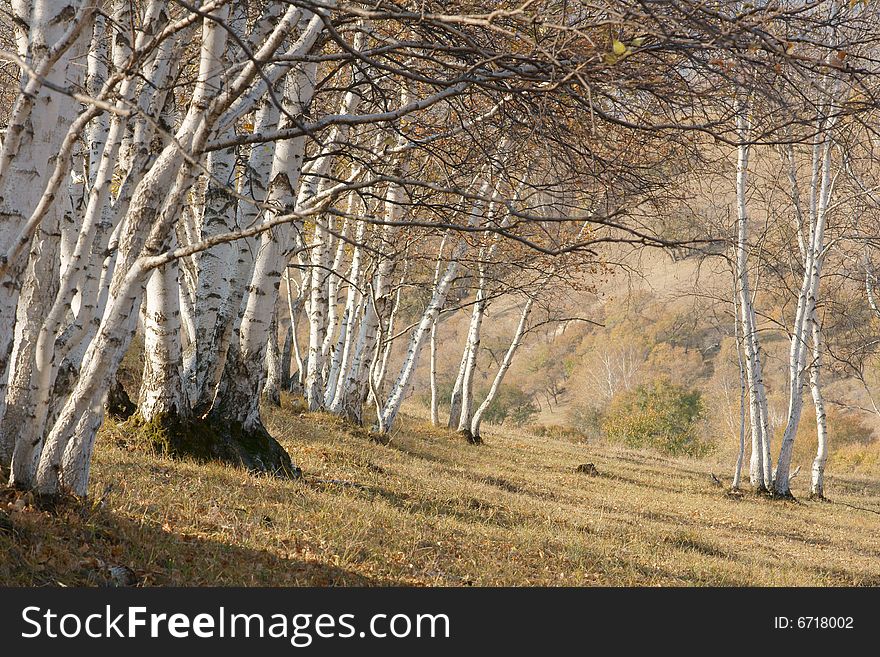 Autumnal silver birch in Mulanweichang forest park in China.