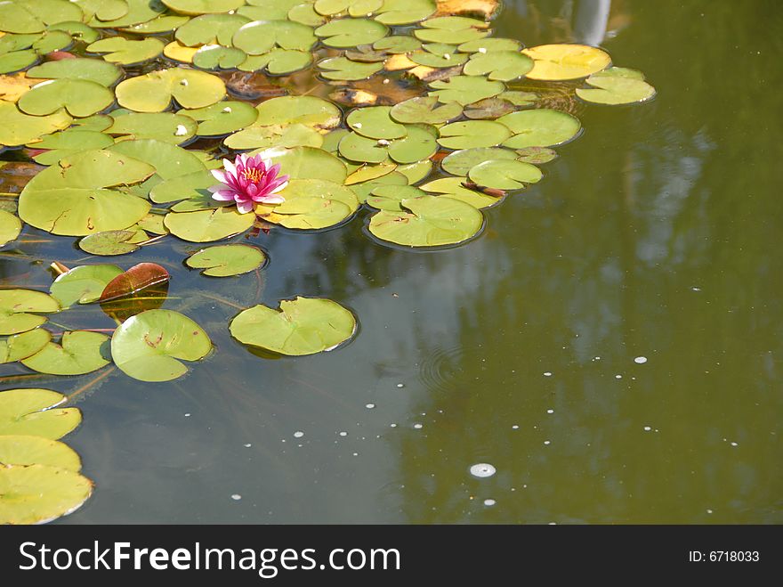Beautiful blooming pink water lotus flower in the pond. Beautiful blooming pink water lotus flower in the pond