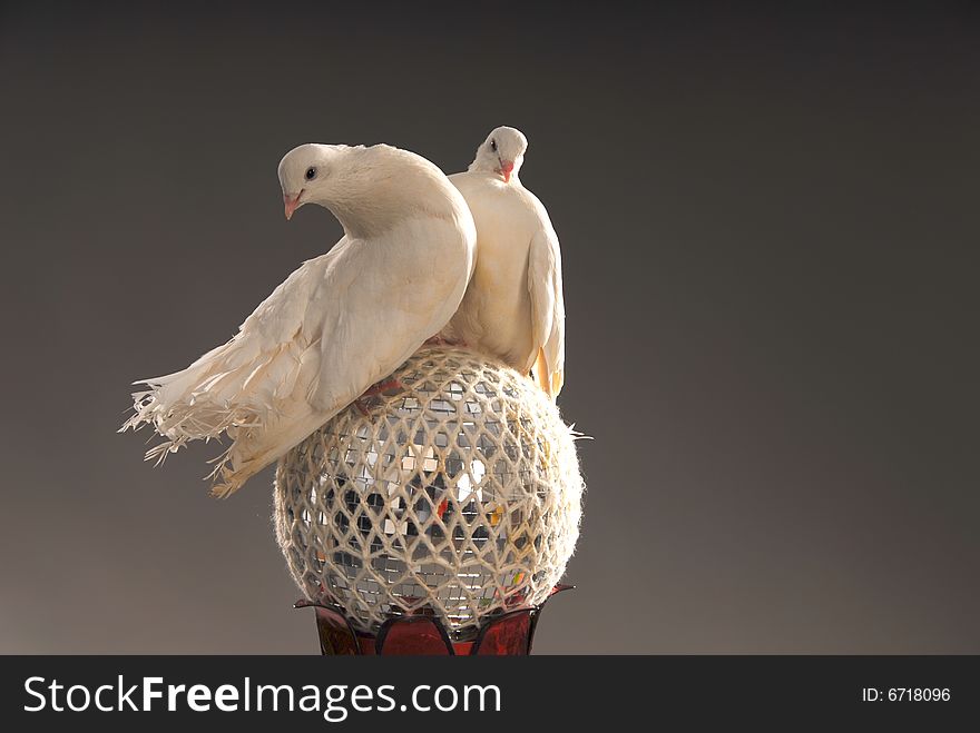 Two white beautiful love doves on a shining ball. Two white beautiful love doves on a shining ball