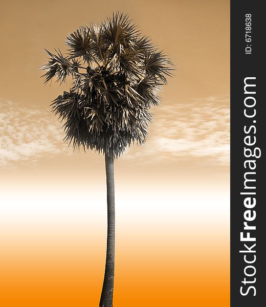 A single palm tree in brown sky and clouds background