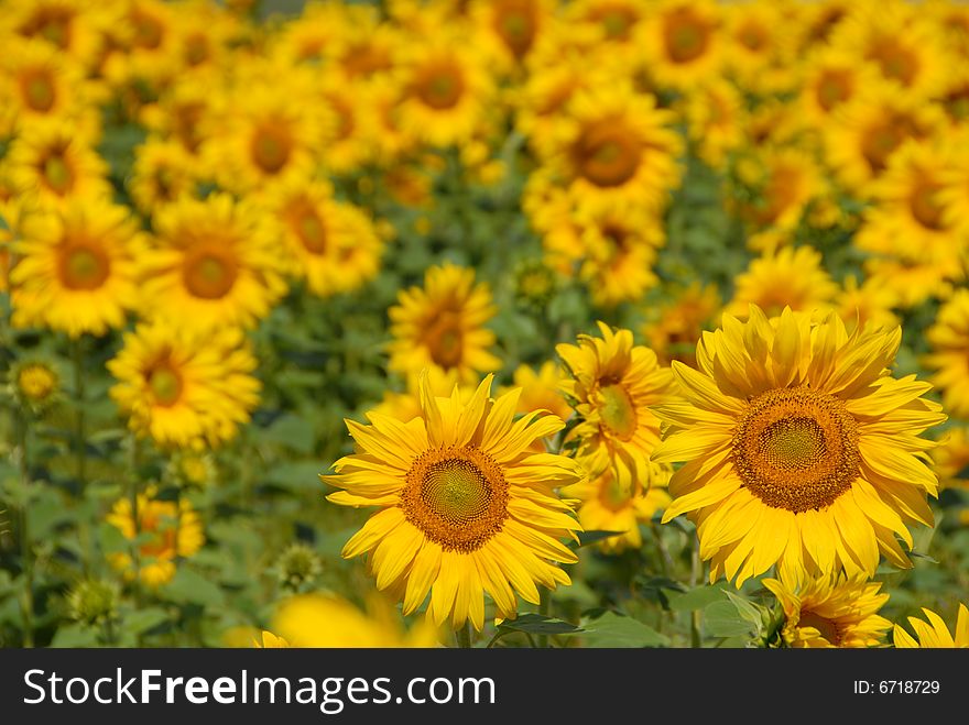 A field of sunflowers