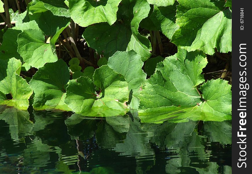 Green leaves in contrast to clear water. Green leaves in contrast to clear water