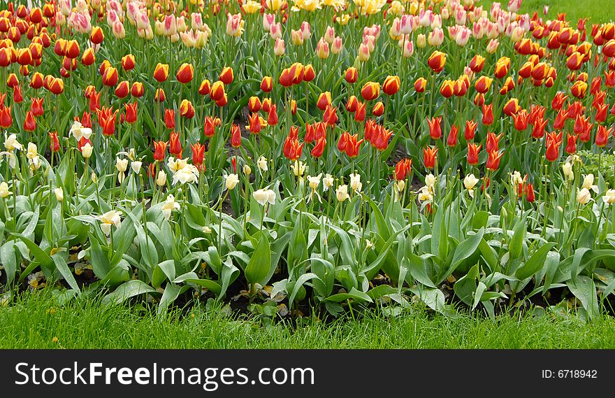 Colorful Blooming Tulips