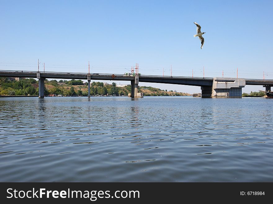 Flying seagull over city quay