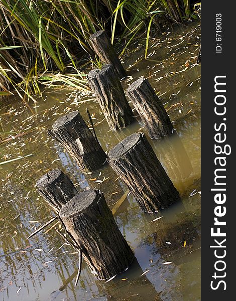 Wooden pillars across the swamp. Wooden pillars across the swamp.