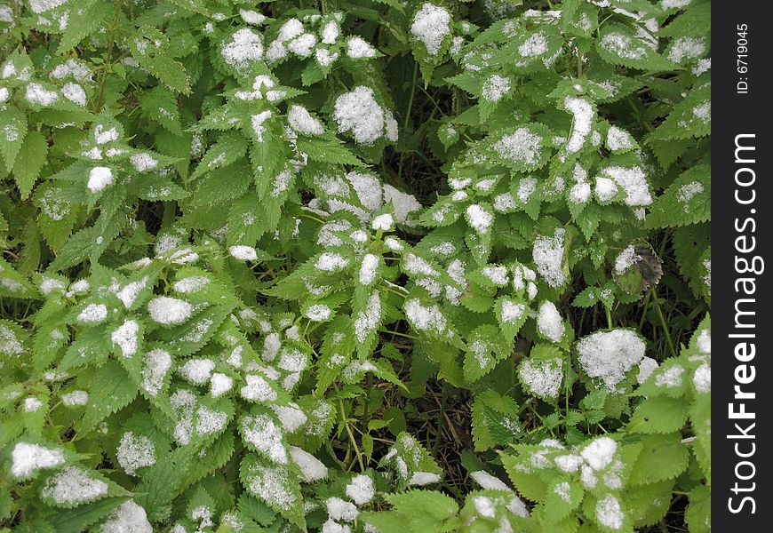 Snow on green leaves of a nettle. Snow on green leaves of a nettle
