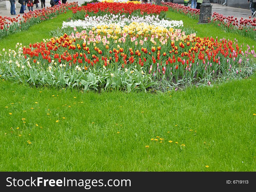 A plenty of colorful tulips blooming in a garden. A plenty of colorful tulips blooming in a garden