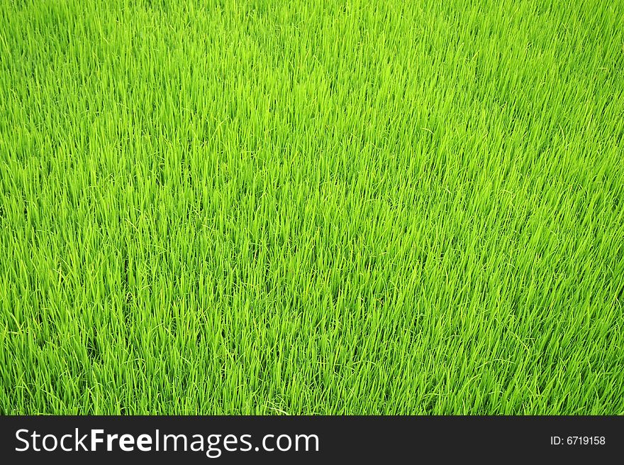 Beautiful image of green paddy field. Beautiful image of green paddy field