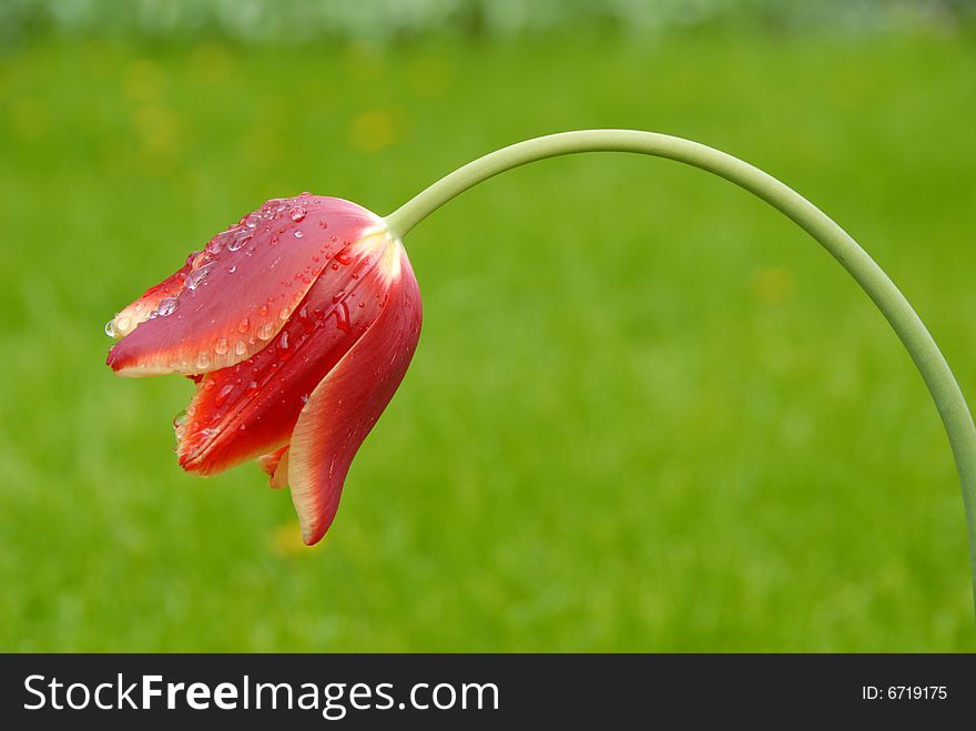 Single red tulip on a green lawn