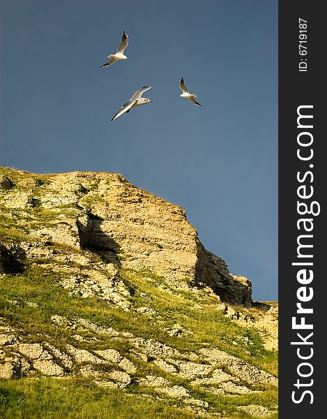 Seagulls flying above a rockface consisting of Limestone near Weymouth UK. Seagulls flying above a rockface consisting of Limestone near Weymouth UK.