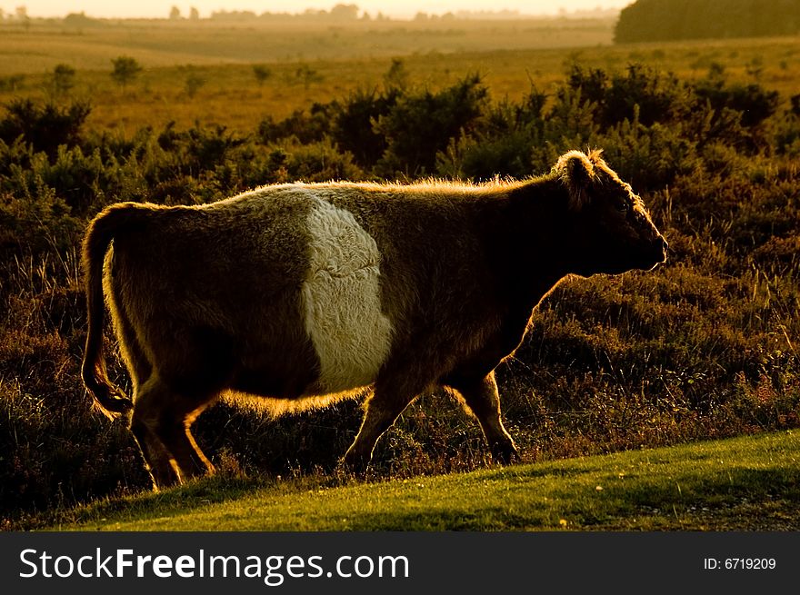 Cow At Sunset.