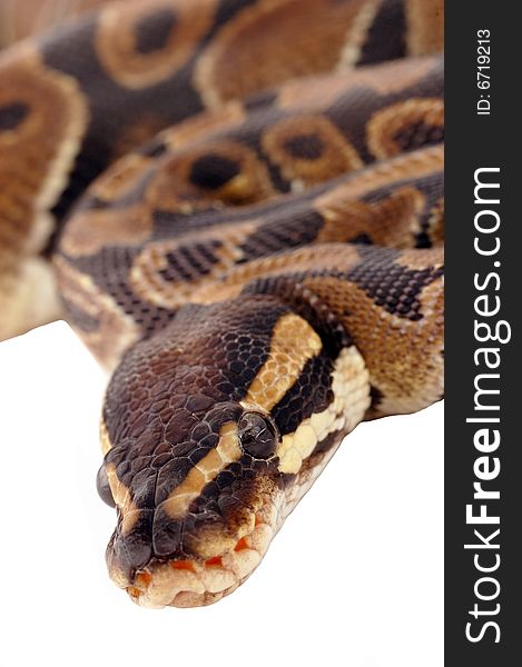 An image of a royal python snake with focus on its head.