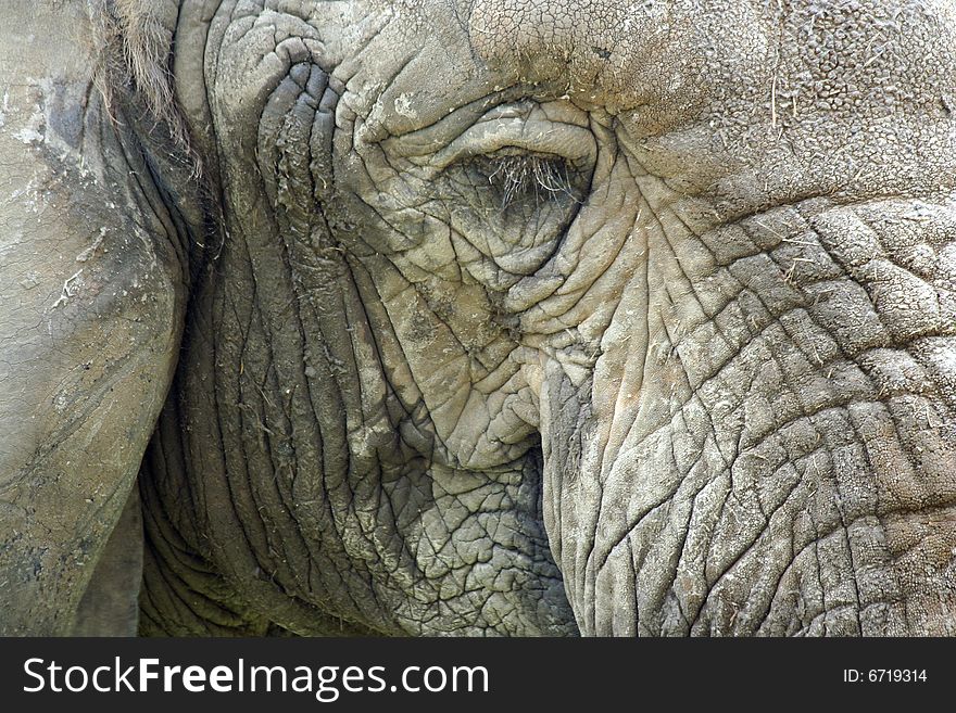 Close Up Of A Elephant Head