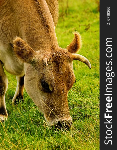 Headshot of a cow grazing on luscious green grass. Headshot of a cow grazing on luscious green grass.