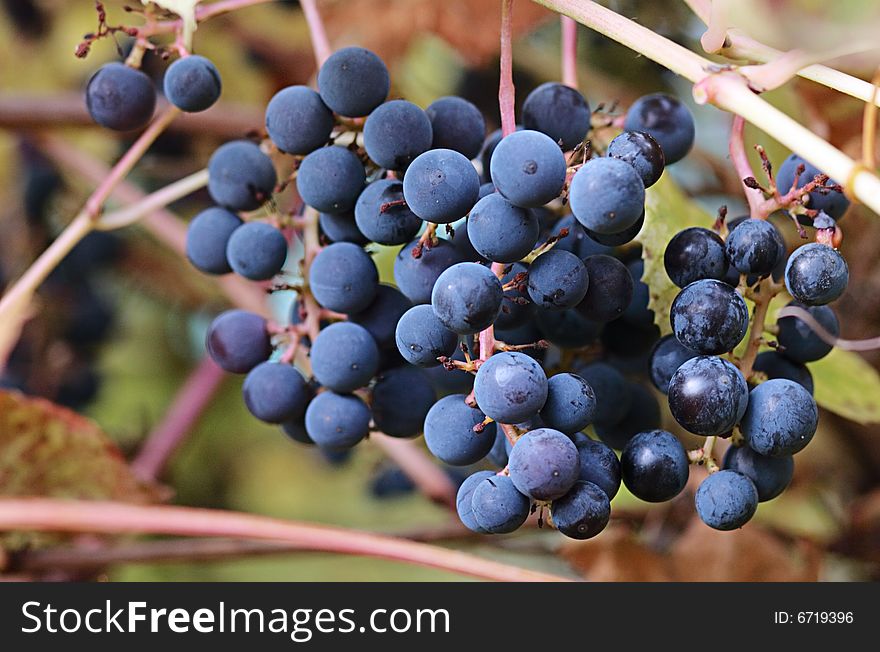 Grapes ripening in northern countries. Vitis amurensis.
