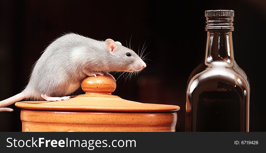 Rat in kitchen,focus on a head.