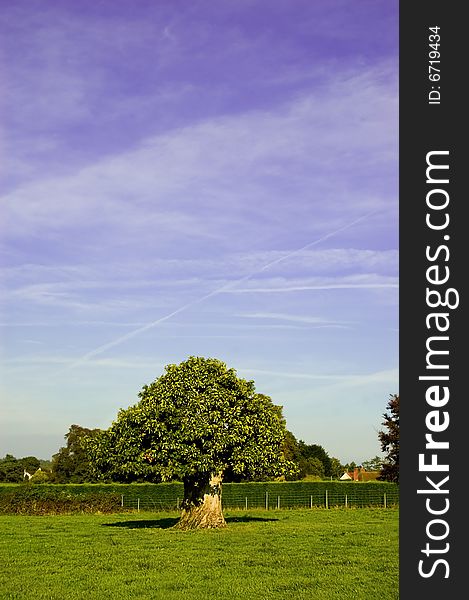 An image of a green tree in a field with large blue sky.