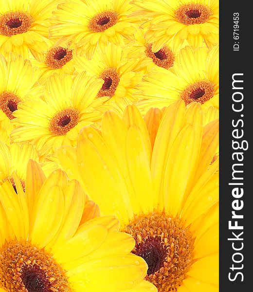 A vibrant Gerbera Daisy background image. A vibrant Gerbera Daisy background image.