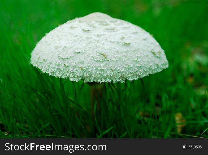 A shot of mushroom in forest