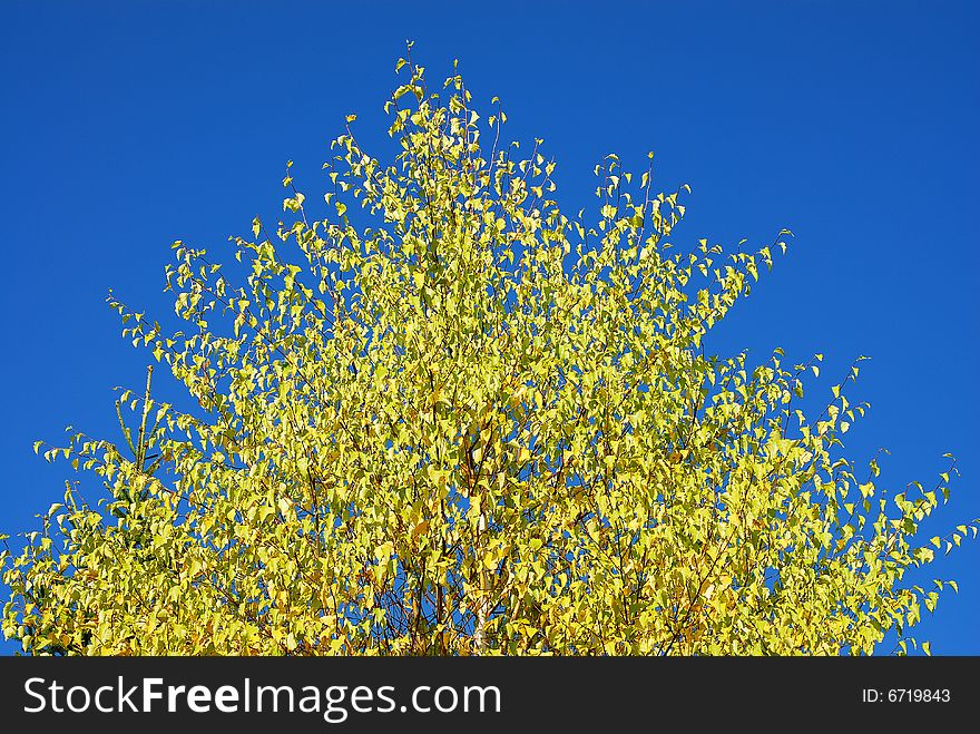 Yellow tree on blue sky background