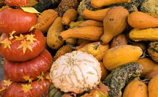 Pumpkins And Gourds Stock Photo Pumpkins And Gourds Stock Photo