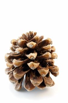 Pine Cone Stock Image