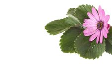 Beautiful Pink Flower With Green Leaves Stock Photos
