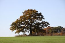 Large Oak Stock Images Large Oak Stock Images