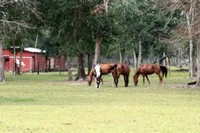 Horses And Barn Stock Images Horses And Barn Stock Images